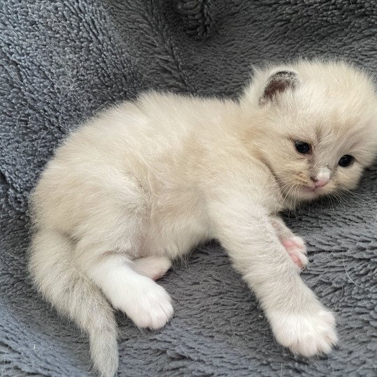 chaton Ragdoll blue mink mitted noir Les Ragdolls de la Croisette