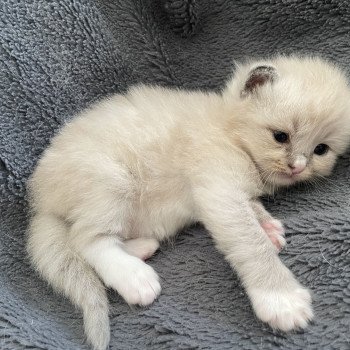 chaton Ragdoll blue mink mitted noir Les Ragdolls de la Croisette chaton Ragdoll blue mink mitted noir Les Ragdolls de la Croisette