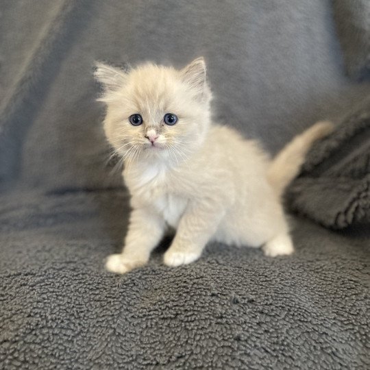 chaton Ragdoll blue mink mitted noir Les Ragdolls de la Croisette
