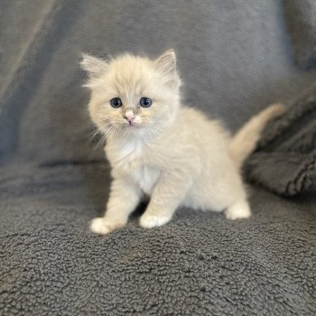 chaton Ragdoll blue mink mitted noir Les Ragdolls de la Croisette chaton Ragdoll blue mink mitted noir Les Ragdolls de la Croisette