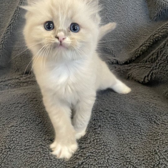 chaton Ragdoll blue mink mitted noir Les Ragdolls de la Croisette