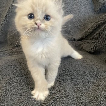 chaton Ragdoll blue mink mitted noir Les Ragdolls de la Croisette chaton Ragdoll blue mink mitted noir Les Ragdolls de la Croisette