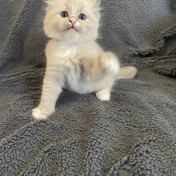 chaton Ragdoll blue mink mitted noir Les Ragdolls de la Croisette chaton Ragdoll blue mink mitted noir Les Ragdolls de la Croisette