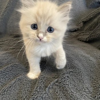 chaton Ragdoll blue mink mitted noir Les Ragdolls de la Croisette chaton Ragdoll blue mink mitted noir Les Ragdolls de la Croisette
