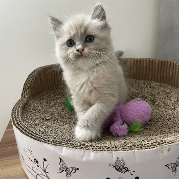 chaton Ragdoll blue mink mitted noir Les Ragdolls de la Croisette chaton Ragdoll blue mink mitted noir Les Ragdolls de la Croisette