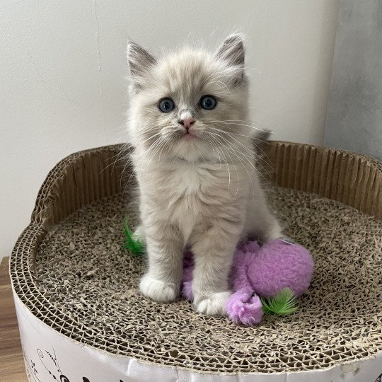 chaton Ragdoll blue mink mitted noir Les Ragdolls de la Croisette