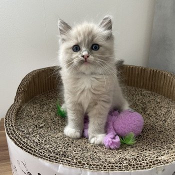 chaton Ragdoll blue mink mitted noir Les Ragdolls de la Croisette chaton Ragdoll blue mink mitted noir Les Ragdolls de la Croisette