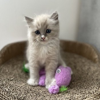 chaton Ragdoll blue mink mitted noir Les Ragdolls de la Croisette chaton Ragdoll blue mink mitted noir Les Ragdolls de la Croisette
