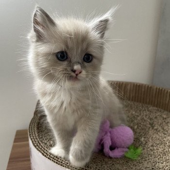 chaton Ragdoll blue mink mitted noir Les Ragdolls de la Croisette chaton Ragdoll blue mink mitted noir Les Ragdolls de la Croisette
