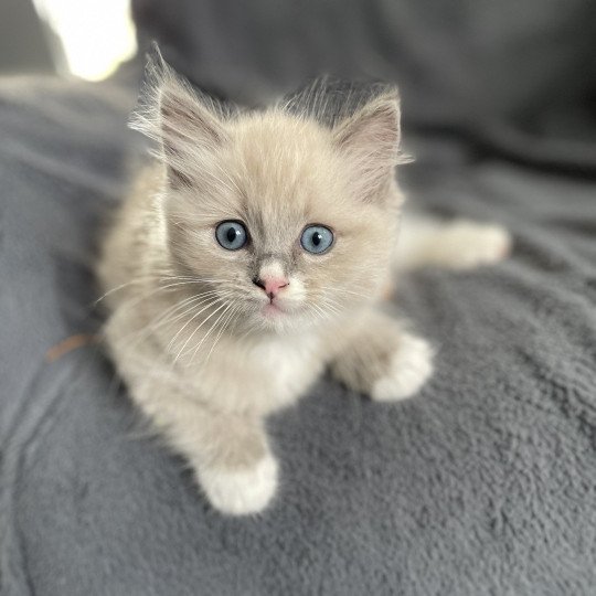 chaton Ragdoll blue mink mitted Yugi Les Ragdolls de la Croisette