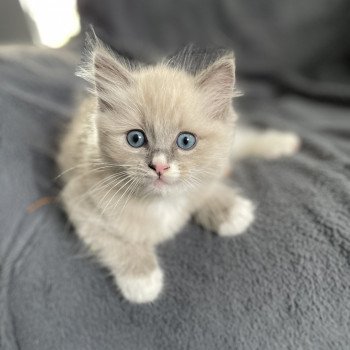 chaton Ragdoll blue mink mitted Yugi Les Ragdolls de la Croisette chaton Ragdoll blue mink mitted Yugi Les Ragdolls de la Croisette