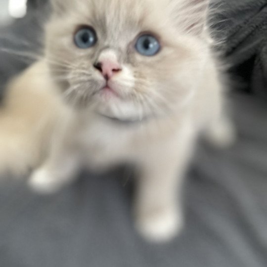 chaton Ragdoll blue mink mitted Yugi Les Ragdolls de la Croisette