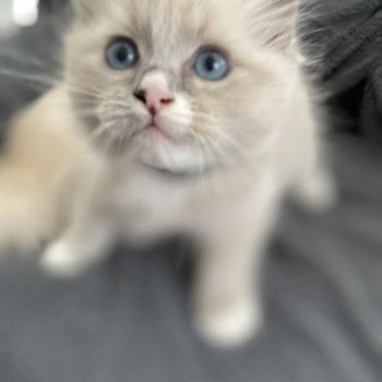 chaton Ragdoll blue mink mitted Yugi Les Ragdolls de la Croisette chaton Ragdoll blue mink mitted Yugi Les Ragdolls de la Croisette