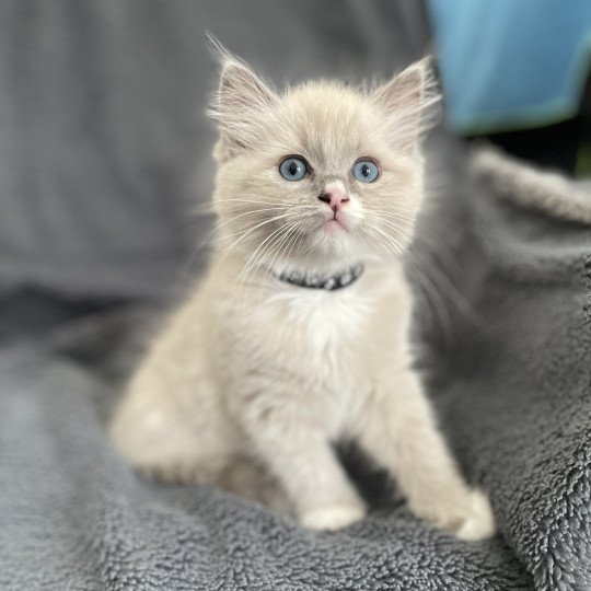 chaton Ragdoll blue mink mitted Yugi Les Ragdolls de la Croisette