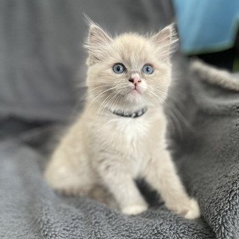 chaton Ragdoll blue mink mitted Yugi Les Ragdolls de la Croisette chaton Ragdoll blue mink mitted Yugi Les Ragdolls de la Croisette