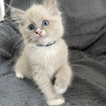 chaton Ragdoll blue mink mitted Yugi Les Ragdolls de la Croisette chaton Ragdoll blue mink mitted Yugi Les Ragdolls de la Croisette