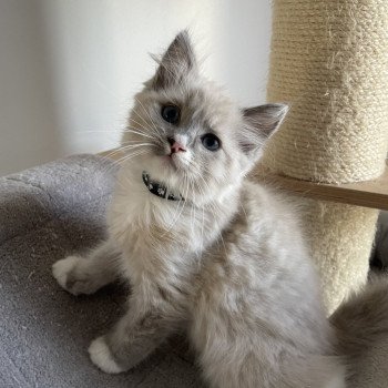 chaton Ragdoll blue mink mitted Yugi Les Ragdolls de la Croisette chaton Ragdoll blue mink mitted Yugi Les Ragdolls de la Croisette