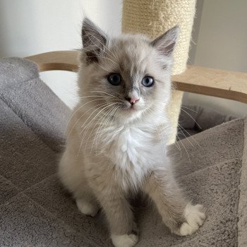 chaton Ragdoll blue mink mitted Yugi Les Ragdolls de la Croisette chaton Ragdoll blue mink mitted Yugi Les Ragdolls de la Croisette