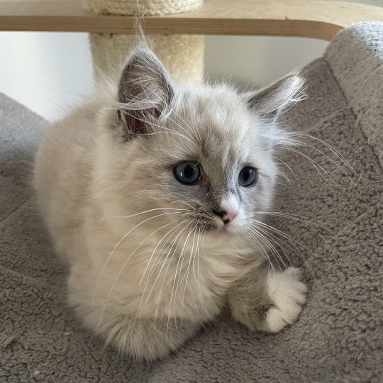chaton Ragdoll blue mink mitted Yugi Les Ragdolls de la Croisette