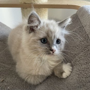 chaton Ragdoll blue mink mitted Yugi Les Ragdolls de la Croisette chaton Ragdoll blue mink mitted Yugi Les Ragdolls de la Croisette