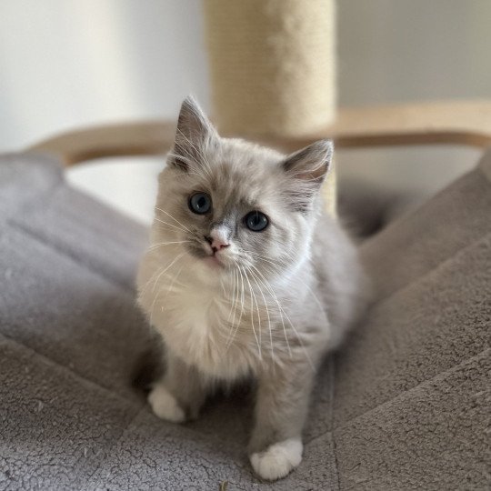 chaton Ragdoll blue mink mitted Yugi Les Ragdolls de la Croisette