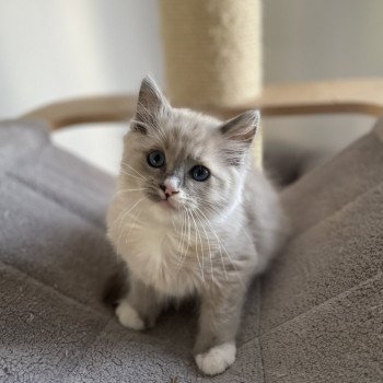 chaton Ragdoll blue mink mitted Yugi Les Ragdolls de la Croisette chaton Ragdoll blue mink mitted Yugi Les Ragdolls de la Croisette