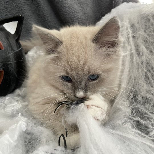 chaton Ragdoll blue mink mitted Yugi Les Ragdolls de la Croisette