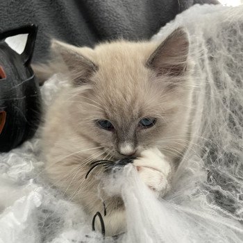 chaton Ragdoll blue mink mitted Yugi Les Ragdolls de la Croisette chaton Ragdoll blue mink mitted Yugi Les Ragdolls de la Croisette
