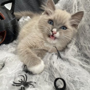 chaton Ragdoll blue mink mitted Yugi Les Ragdolls de la Croisette chaton Ragdoll blue mink mitted Yugi Les Ragdolls de la Croisette