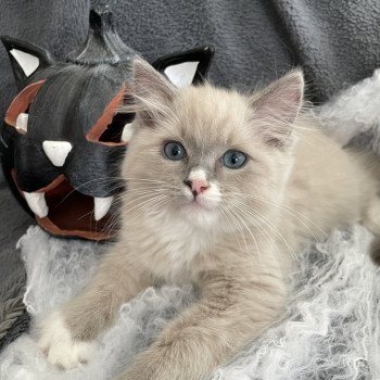 chaton Ragdoll blue mink mitted Yugi Les Ragdolls de la Croisette chaton Ragdoll blue mink mitted Yugi Les Ragdolls de la Croisette