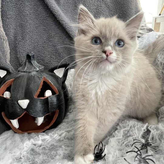 chaton Ragdoll blue mink mitted Yugi Les Ragdolls de la Croisette