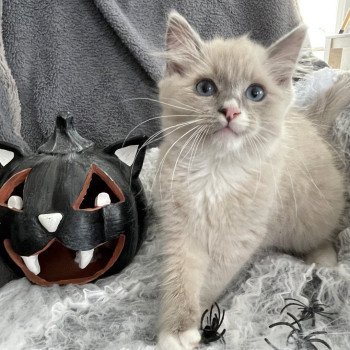 chaton Ragdoll blue mink mitted Yugi Les Ragdolls de la Croisette chaton Ragdoll blue mink mitted Yugi Les Ragdolls de la Croisette