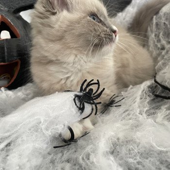 chaton Ragdoll blue mink mitted Yugi Les Ragdolls de la Croisette chaton Ragdoll blue mink mitted Yugi Les Ragdolls de la Croisette