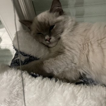 chaton Ragdoll blue mink mitted Yugi Les Ragdolls de la Croisette chaton Ragdoll blue mink mitted Yugi Les Ragdolls de la Croisette