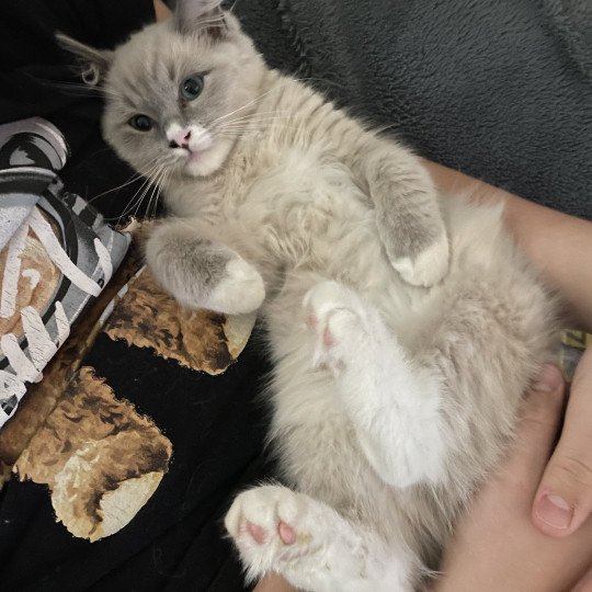 chaton Ragdoll blue mink mitted Yugi Les Ragdolls de la Croisette