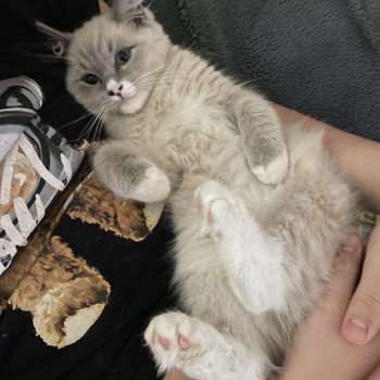 chaton Ragdoll blue mink mitted Yugi Les Ragdolls de la Croisette chaton Ragdoll blue mink mitted Yugi Les Ragdolls de la Croisette