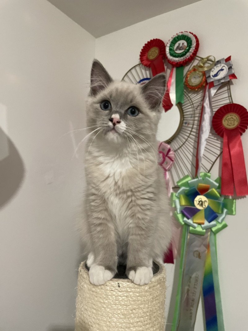 Yugi De La Croisette Mâle Ragdoll