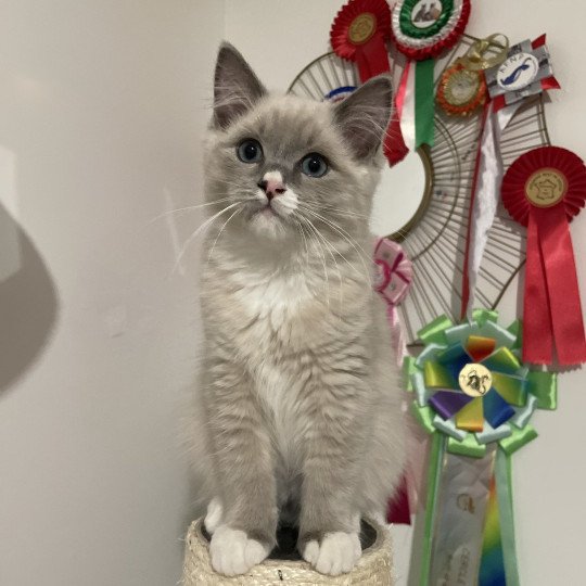 Yugi De La Croisette Mâle Ragdoll