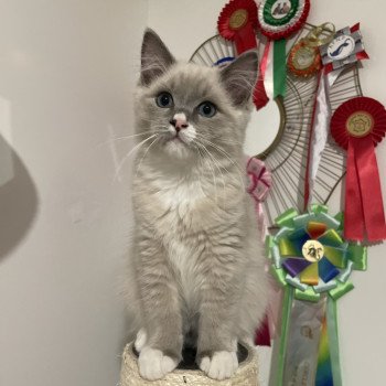 chaton Ragdoll blue mink mitted Yugi Les Ragdolls de la Croisette chaton Ragdoll blue mink mitted Yugi Les Ragdolls de la Croisette