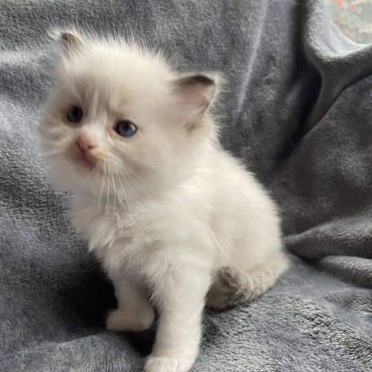 chaton Ragdoll noir Les Ragdolls de la Croisette
