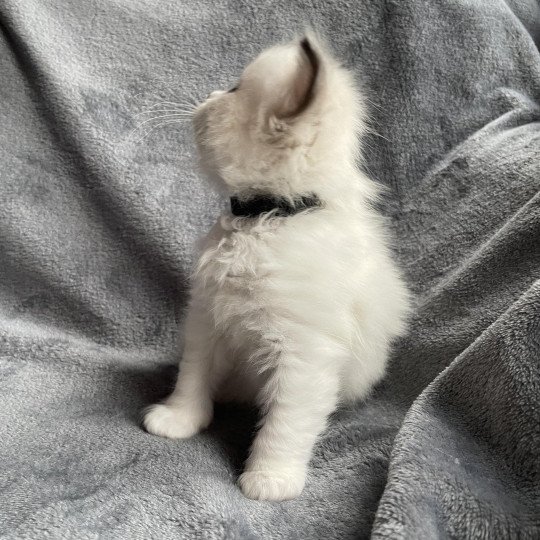 chaton Ragdoll noir Les Ragdolls de la Croisette