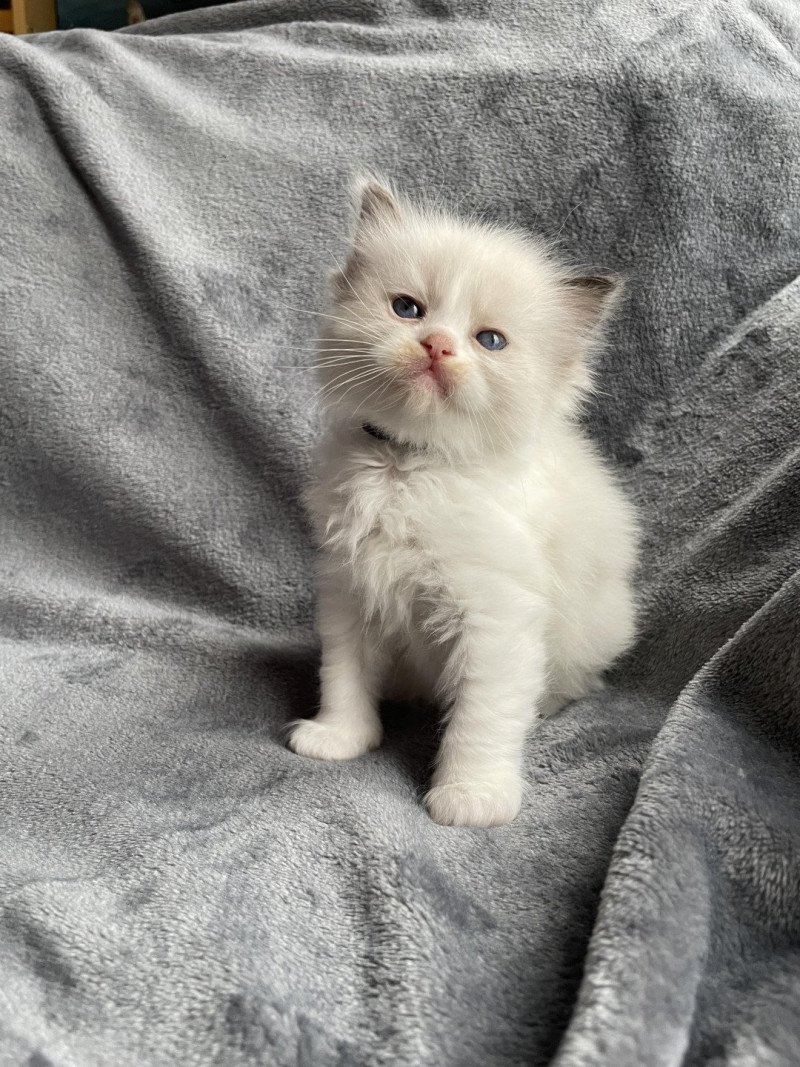 Aïa noir De La Croisette Femelle Ragdoll