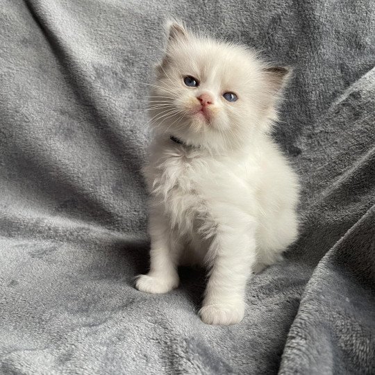 chaton Ragdoll noir Les Ragdolls de la Croisette
