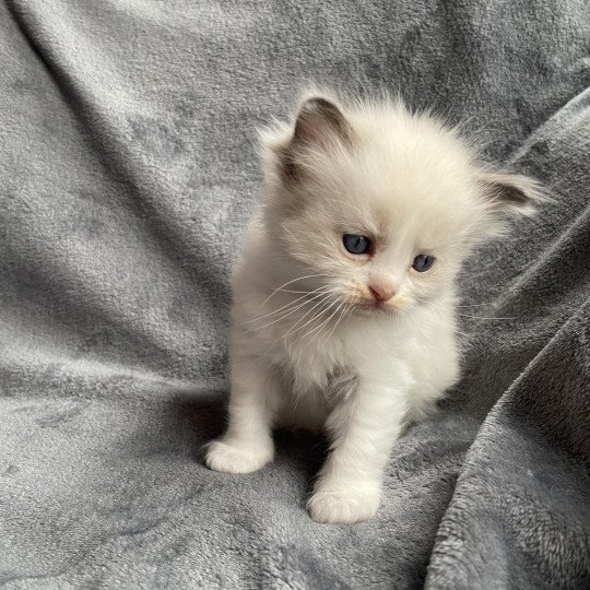chaton Ragdoll noir Les Ragdolls de la Croisette