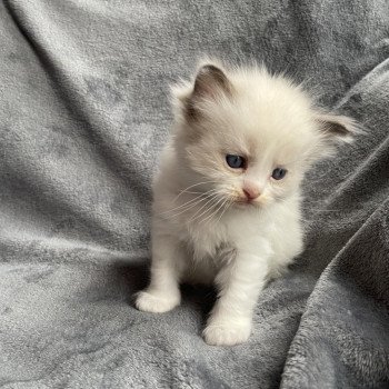 chaton Ragdoll noir Les Ragdolls de la Croisette chaton Ragdoll noir Les Ragdolls de la Croisette