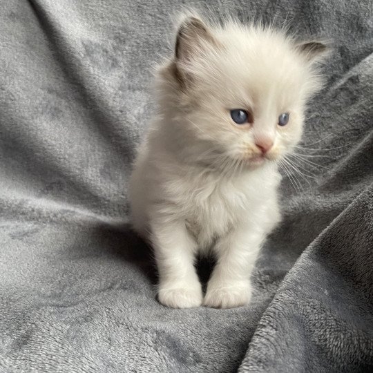 chaton Ragdoll noir Les Ragdolls de la Croisette