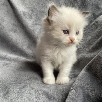 chaton Ragdoll noir Les Ragdolls de la Croisette chaton Ragdoll noir Les Ragdolls de la Croisette