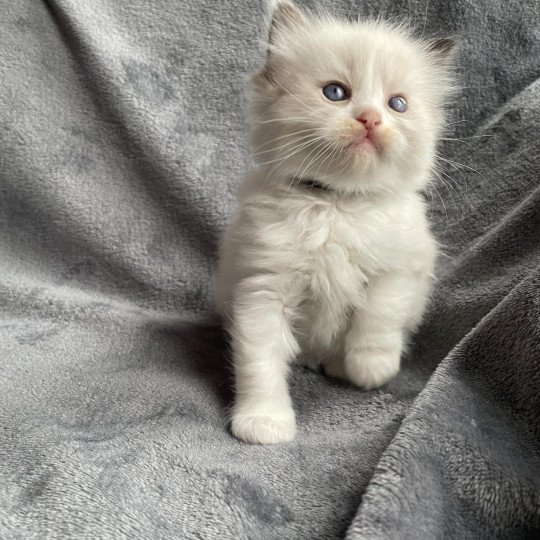 chaton Ragdoll noir Les Ragdolls de la Croisette