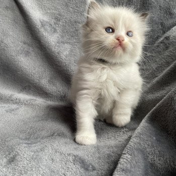 chaton Ragdoll noir Les Ragdolls de la Croisette chaton Ragdoll noir Les Ragdolls de la Croisette