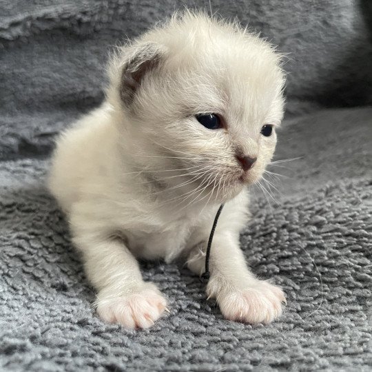 chaton Ragdoll blue mink mitted Noir Les Ragdolls de la Croisette